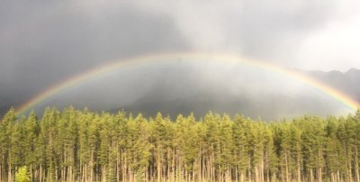 rainbow over forest